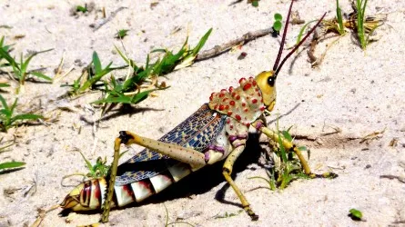 Казахстан и Китай усилят защиту полей от саранчи 