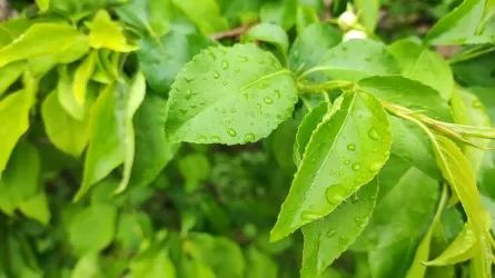 Какая погода ждет казахстанцев в конце апреля 