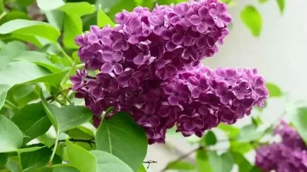 Как казахстанцы отдохнут в мае 2026 года 