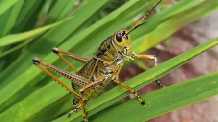 Саранча под контролем: что решили в Астане 