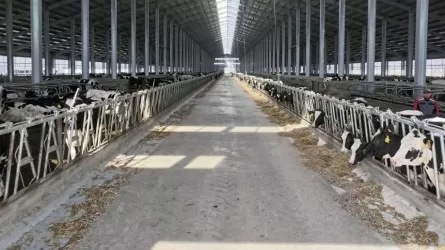 За счет чего производство молока выросло на 16% в СКО 