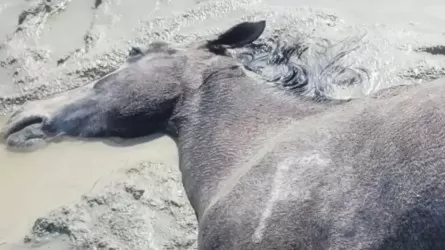 О массовой гибели скота после ливней сообщают сельчане в Мангистау 