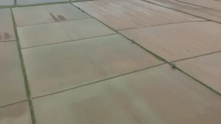 Зачем промыли почву в Туркестанской области 