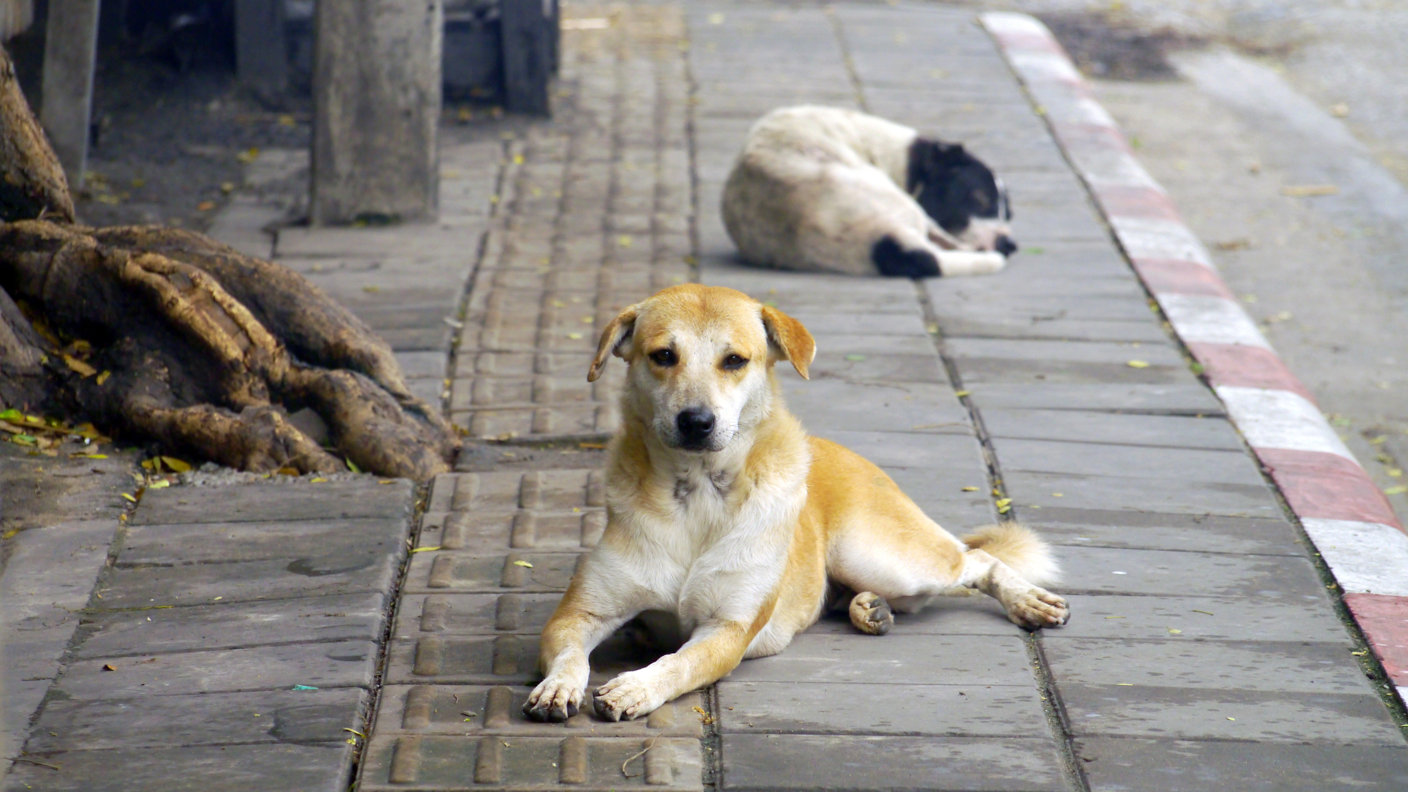 100 мыңнан астам қазақстандық жаңа бастамаға қарсы шықты