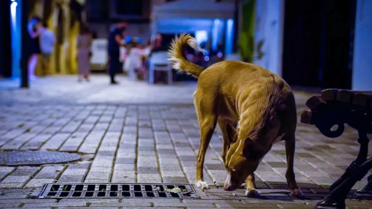 Об опасности открытых окон для собак рассказал кинолог  