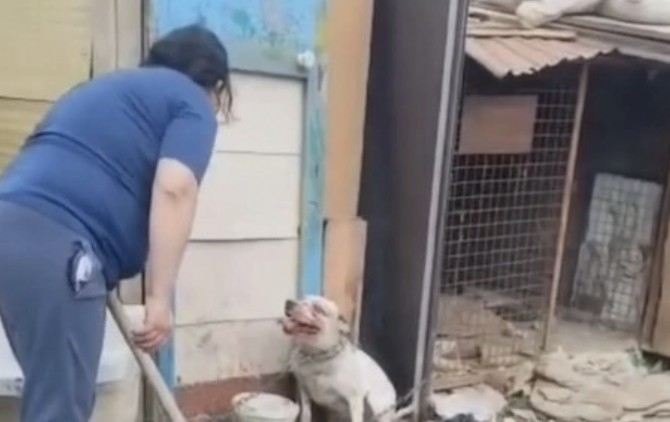 Атырауда 39 жастағы әйел итті күрекпен аяусыз ұрған