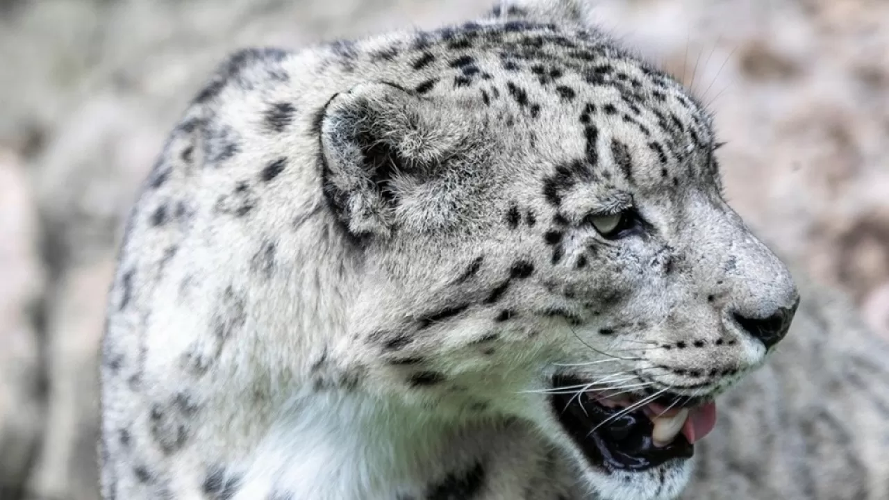 Снежный барс в фотоловушке: уникальный случай в "Алтын-Эмеле"