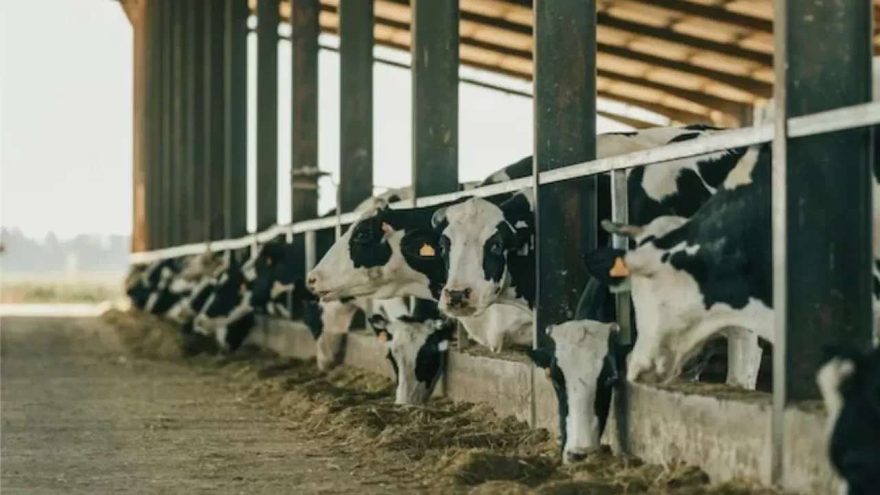 Инвестиционный агропроект на 610 млн тенге оказался на грани срыва