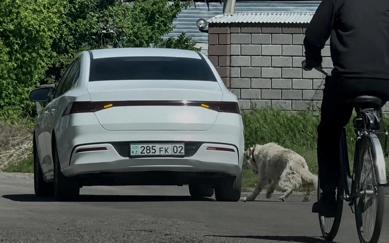 Жетісуда ер адам итті көлікке байлап сүйреген