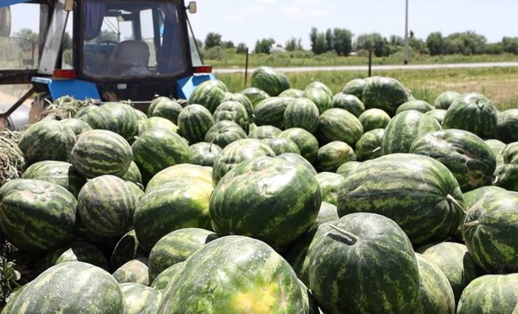 Түркістан облысының диқандары алғашқы қарбыз өнімін жинай бастады