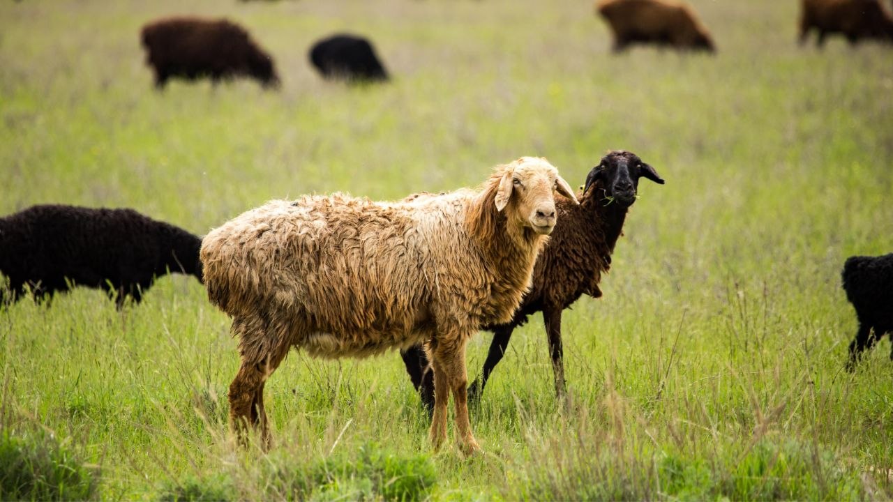 Құрбандық шалудың заманауи тәсілі: арнайы сайт таныстырылды