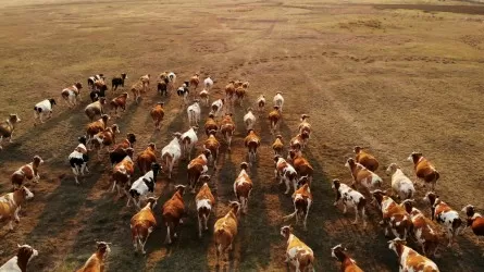 Мал шаруашылығын дамытуға жаңа ғылыми әдістер енгізіледі