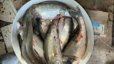Запрет рыбалки в нерест: в ВКО задержаны рыбаки с 55 кг судака 