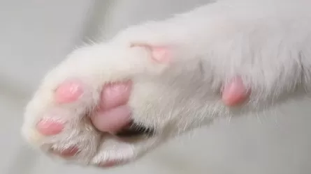 Правда ли кошки умеют лечить людей 