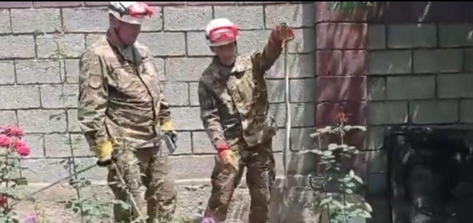 Шымкент тұрғындары жыланнан қауіптеніп отыр: 150-ге жуық хабарлама түскен
