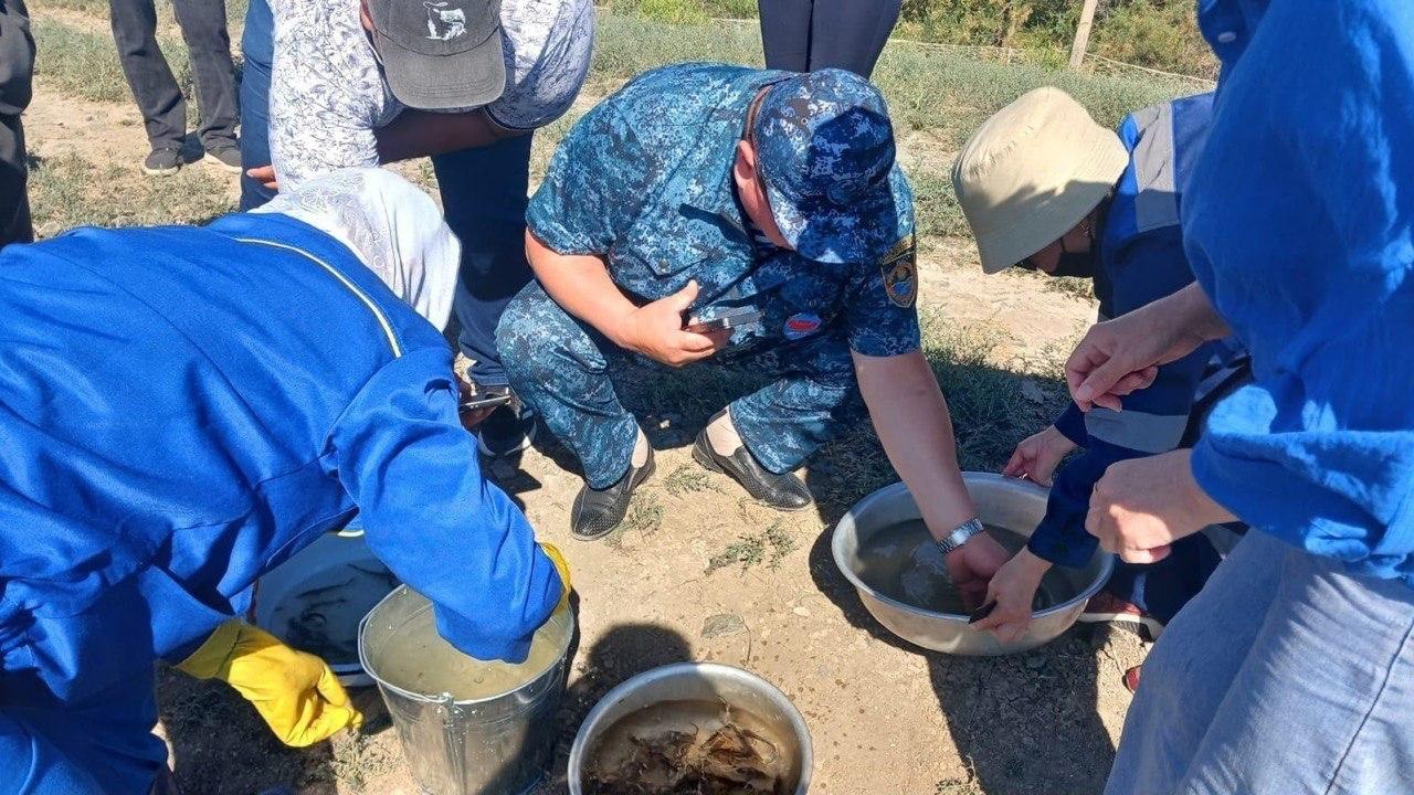 Жайық өзеніне 1 миллионнан астам бекіре шабағы жіберілді