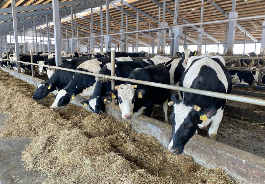 Агроөнеркәсіп кешенінің экспорттық табысы 7 млрд долларға жетті