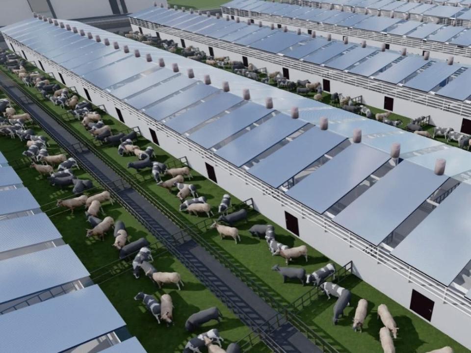 Түркістан облысында мал бордақылайтын кешен салынып жатыр