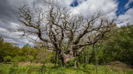 Легенда Шервудского леса умерла: тысячелетний дуб Робин Гуда погиб 