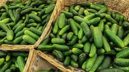 На границе Казахстана развернули крупную партию свежих огурцов  