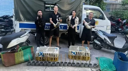 Более 500 кошек спасли от бойни: полиция раскрыла шокирующую схему во Вьетнаме  