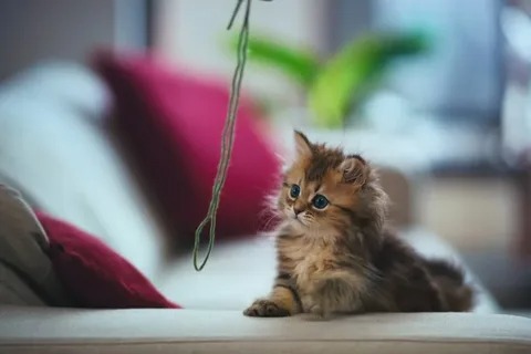 Алматыда 15 мысық ұстайтын пәтерге көршілері шағымданды