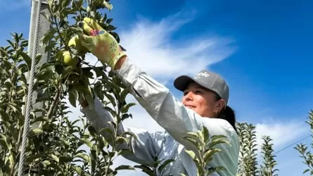 Аграрии Алматинской области поставляют продукцию уже в 50 стран мира 