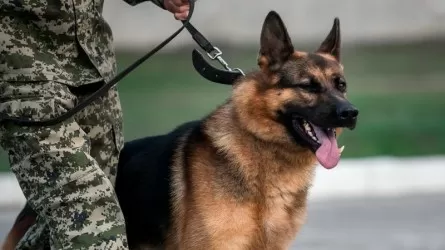 Павлодарда қызметтік иттердің көмегімен 129 қылмыс ашылды