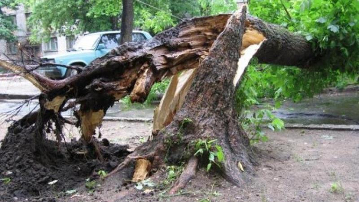 Қарағандыда үстіне ағаш құлап кеткен 5 жасар бала көз жұмды