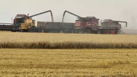Урожай 2026: что заставило костанайских аграриев выйти на уборку раньше срока 