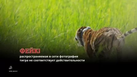Казахстанцев предупредили о фейке с тигром 