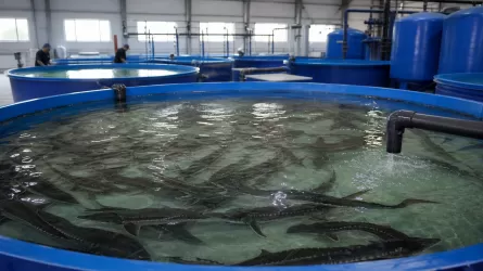 Вода для аквакультуры может стать доступнее в Казахстане