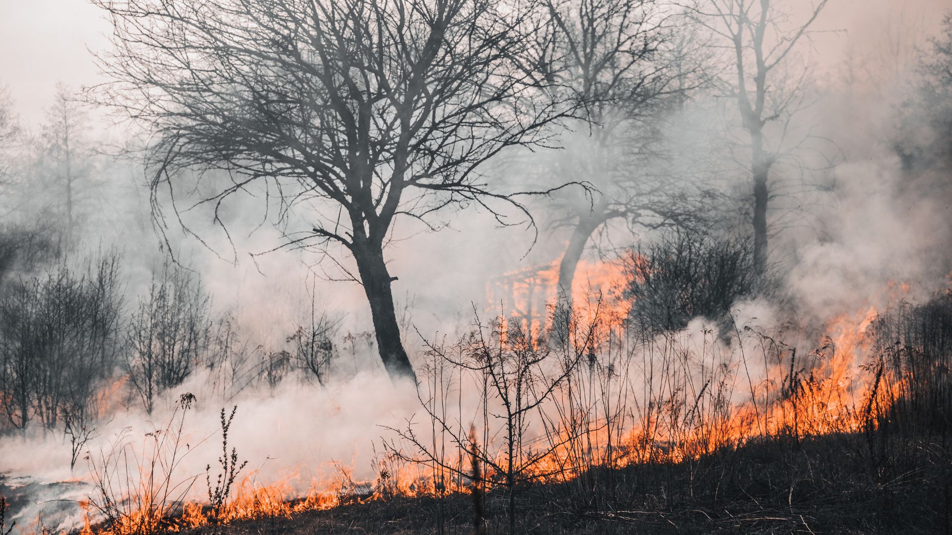 Бүгін елімізде 6 орман өрті тіркелді