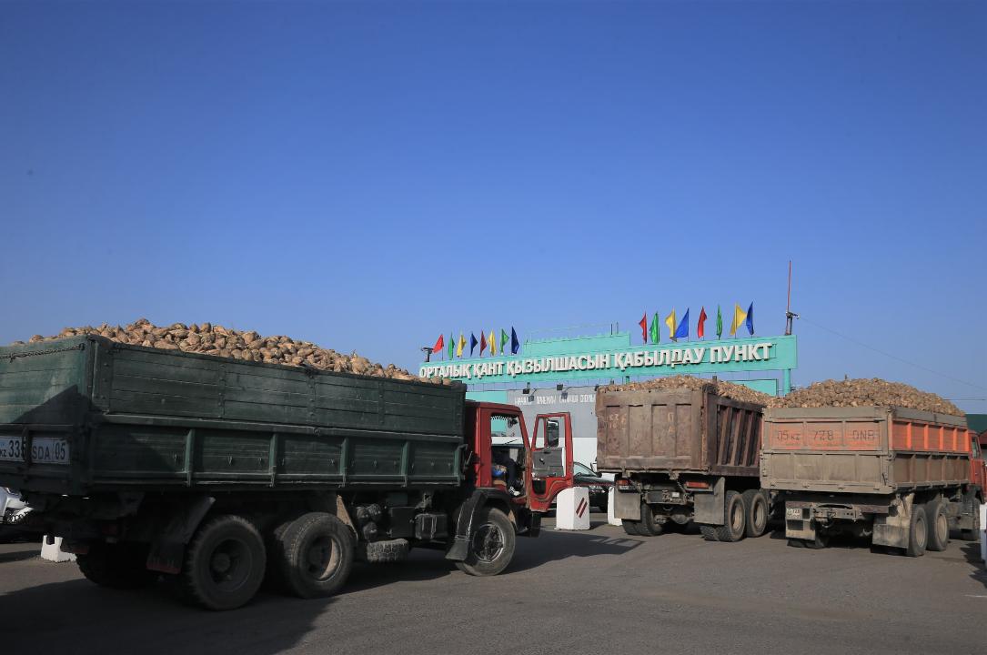 Көксу қант зауытының өңдеу қуаты тәулігіне 3 мың тоннаға дейін артады