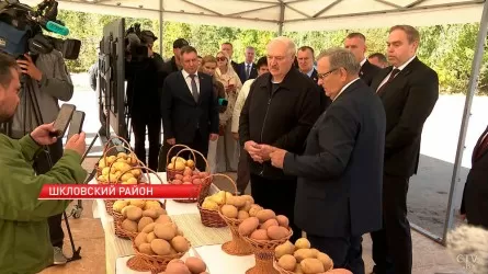 Лукашенко потребовал увеличить посевы картофеля в Беларуси 