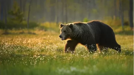Медведи вышли к людям в Риддере 