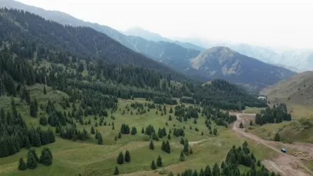 Это не Almaty SuperSki: застройщик курорта ответил на видео с вырубленными деревьями 