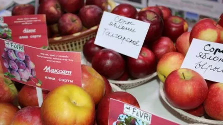 Как Казахстан возвращает "Апорт" и выводит новый сорт ячменя