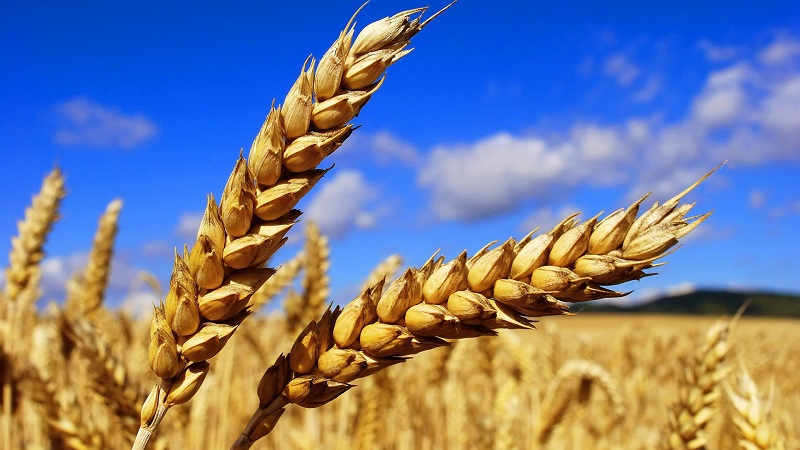 Торговая война США и Китая мало затронет казахстанский рынок пшеницы и сои – эксперты 