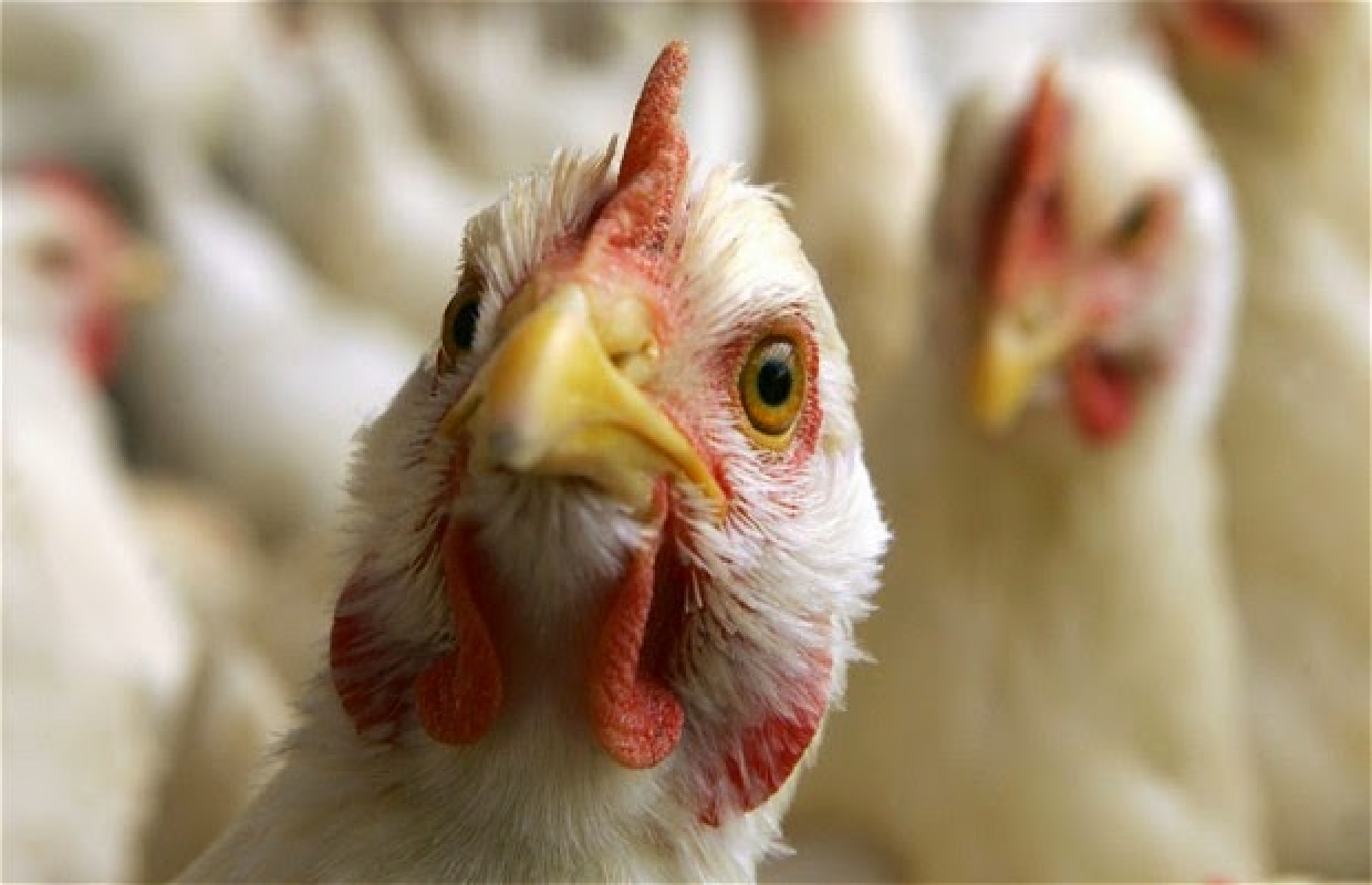 Казахстан запретил ввоз птицы из Ирана из-за птичьего гриппа 
