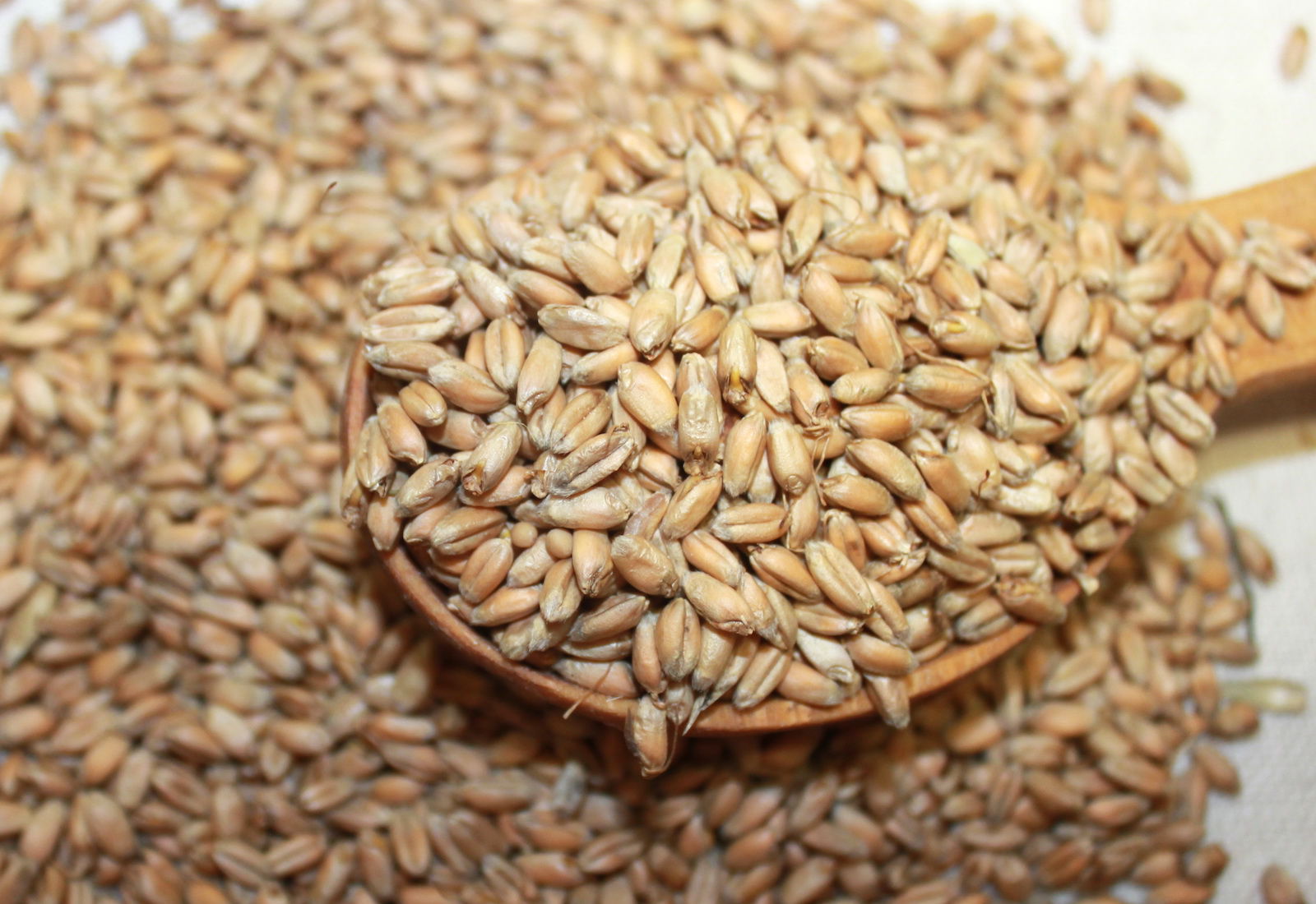 Казахстан в 2018 году сократил сбор зерновых в чистом весе на 1,5% 