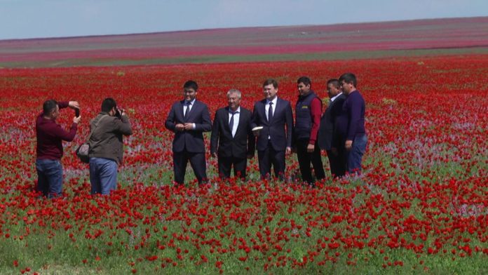 Депутаттар көлікті тоқтатып, қызғалдақтарды аралай жөнелді