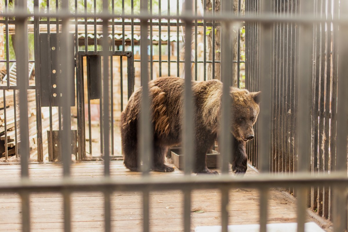 Больше 1500 животных карагандинского зоопарка могут зимой остаться на улице
