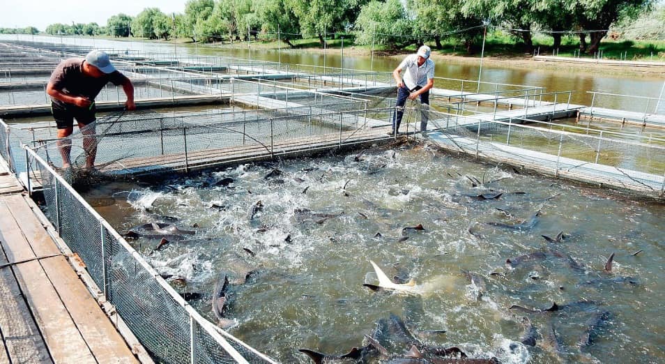 Бүгін балық шаруашылығы мамандарының кәсіби мерекесі