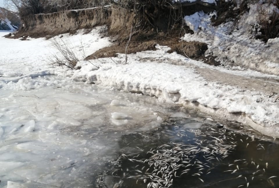 На одной из рек ВКО зафиксировали мор рыбы