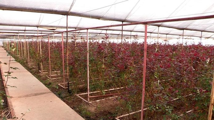 Бір жыл ішінде қазақстандық гүл өсірушілер 24 миллионға жуық гүл жинады