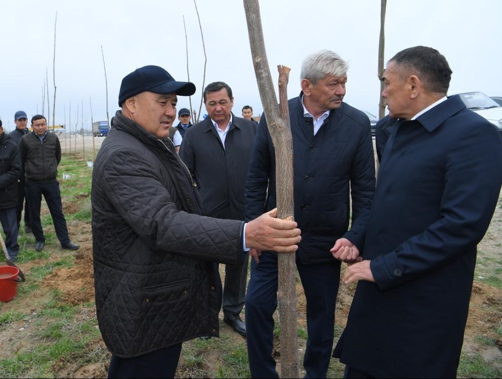 Түркістан қаласында әлемдегі ең жылдам өсетін павлония ағашы  егіле бастады