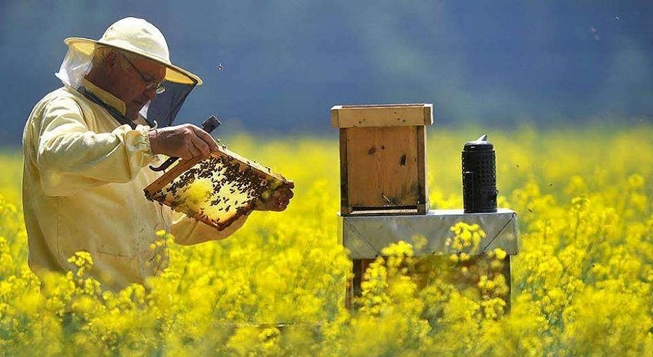 Ара шаруашылығы агротуризмнің көзіне айнала ма