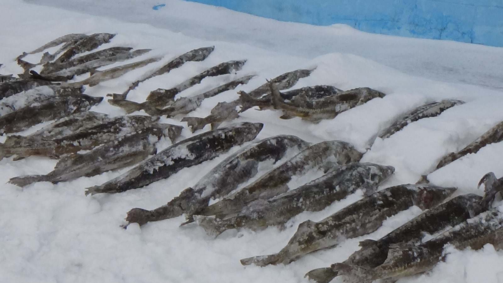 Осётры на 300 млн тенге погибли на рыбоводном заводе в Атырау