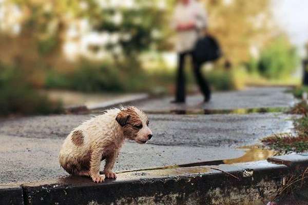 «Жануарларды қинауға болады. Бірақ видеоға түсіруге болмайды», солай ма?